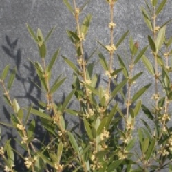 Phillyrea angustifolia 