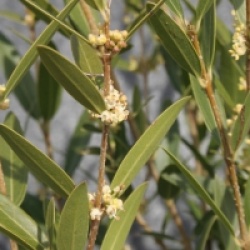 Phillyrea angustifolia 