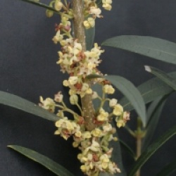 Phillyrea angustifolia 