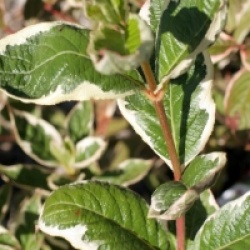 Weigela florida Sunny Fantasy � 'Kolsunn'