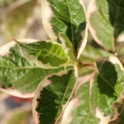 Weigela florida Sunny Fantasy � 'Kolsunn' - Weigelia Sunny Fantasy �