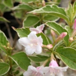 Weigela florida Sunny Fantasy � 'Kolsunn'