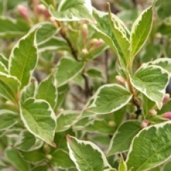 Weigela florida Sunny Fantasy � 'Kolsunn'