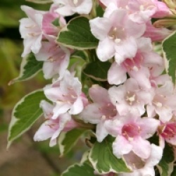 Weigela florida Sunny Fantasy � 'Kolsunn'