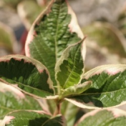 Weigela florida Sunny Fantasy � 'Kolsunn'