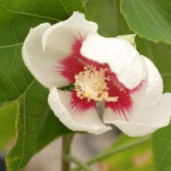 Hibiscus paramutabilis