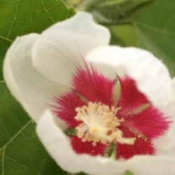 Hibiscus paramutabilis