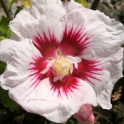 Hibiscus syriacus 'Hamabo' 