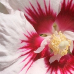 Hibiscus syriacus 'Hamabo' 