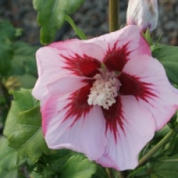 Hibiscus syriacus 'Hamabo' 