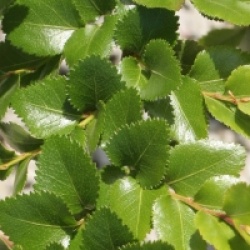 Nothofagus luisant 