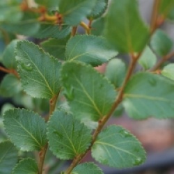 Nothofagus nitida 