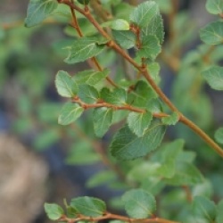 Nothofagus nitida 