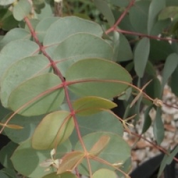 Eucalyptus rubida