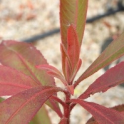 Arbousier des Canaries