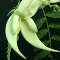 Clianthus puniceus 'Albus' - Bec de perroquet � fleurs blanches