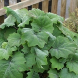 Senecio petasites - Petasite de Roldane