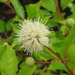 Cephalanthus occidentalis - Bois-bouton