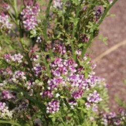 Carmichaelia flagelliformis 