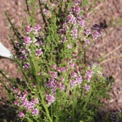 Carmichaelia flagelliformis 