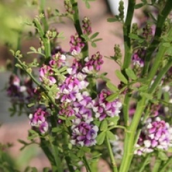 Carmichaelia flagelliformis 