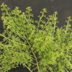 Carmichaelia flagelliformis 