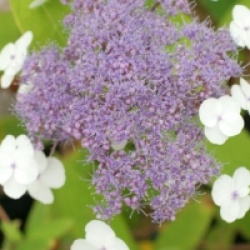 Hydrangea aspera subsp. strigosa - Hydrangea rugueux strigosa