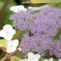 Hydrangea aspera subsp. strigosa