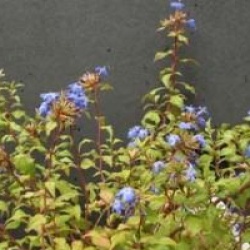 Ceratostigma willmottianum 'Forest Blue'