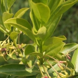 Daphne pontica