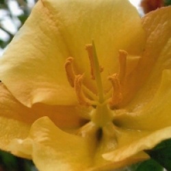 Fremontodendron de Californie