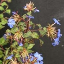 Ceratostigma willmottianum 'Forest Blue'