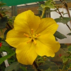 Fremontodendron californicum