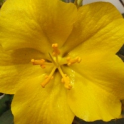 Fremontodendron californicum