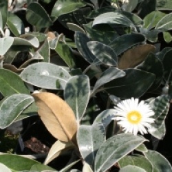 Pachystegia insignis - Pachystegia blanc