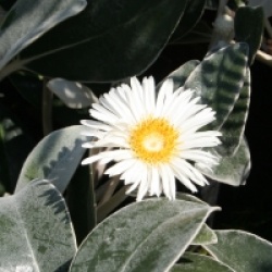 Pachystegia insignis