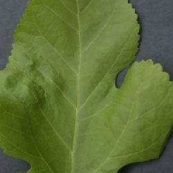 Morus alba 'Pendula'