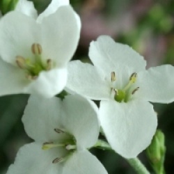  Gomphostigma virgatum 'White Candy'  -  Gomphostigma White Candy