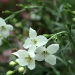  Gomphostigma virgatum 'White Candy' 