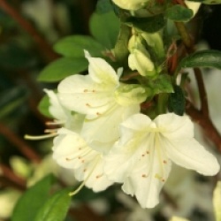 Rhododendron 'schneewittchen' - Azal�e japonaise schneewittchen
