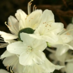 Rhododendron 'schneewittchen'