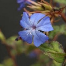 Ceratostigma willmottianum 'Forest Blue' - Ceratostigma Forest Blue