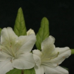Rhododendron 'schneewittchen'