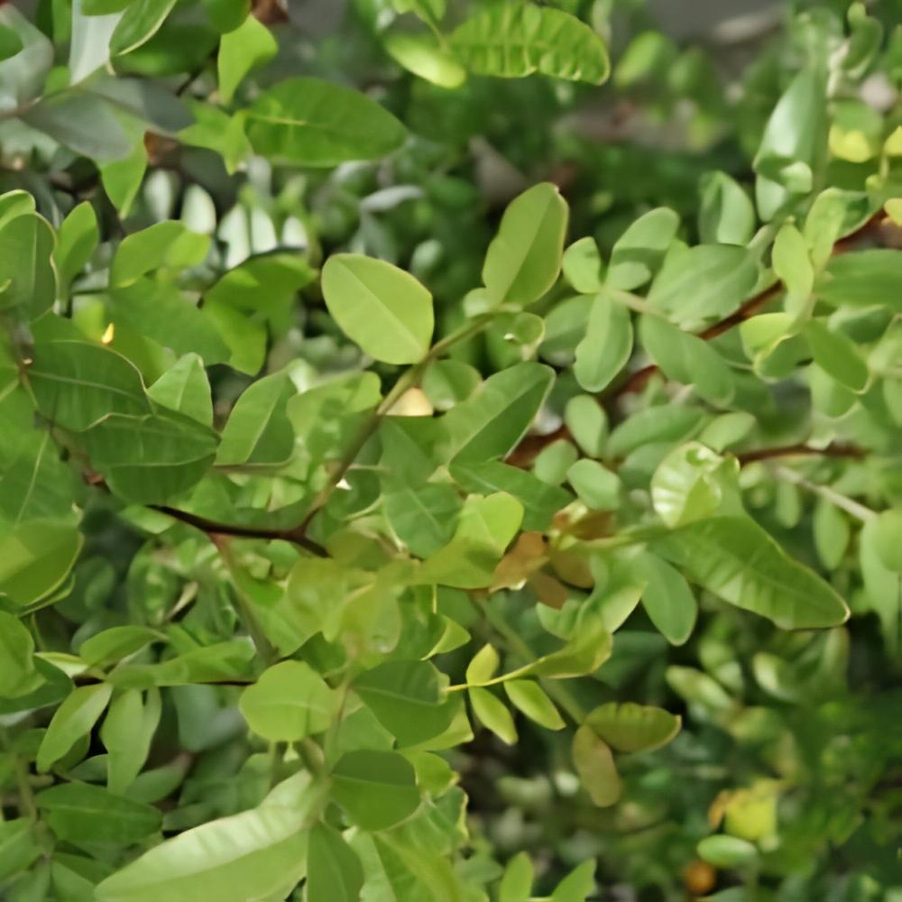 Pistacia lentiscus - Lentisque