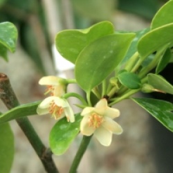 Michelia compressa
