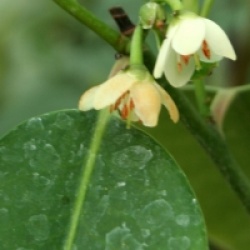 Michelia compressa
