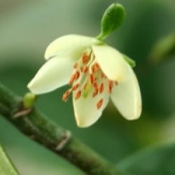 Michelia compressa