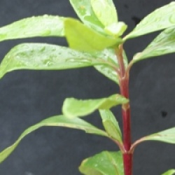Carpenteria californica 'Bodnant' 