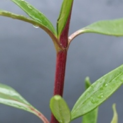 Carpenteria californica 'Bodnant' 