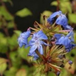 Ceratostigma willmottianum 'Forest Blue'